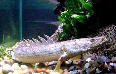 龍魚從2米高的地方掉下來vs祥龍魚場：龍魚從2米高處掉落后的存活情況取決于多種因素的影響