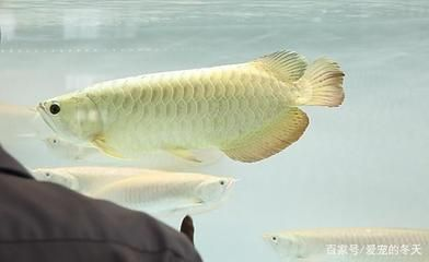家養的龍魚死了可以吃嗎有毒嗎 家養的龍魚死了可以吃嗎有毒嗎 龍魚百科 第2張