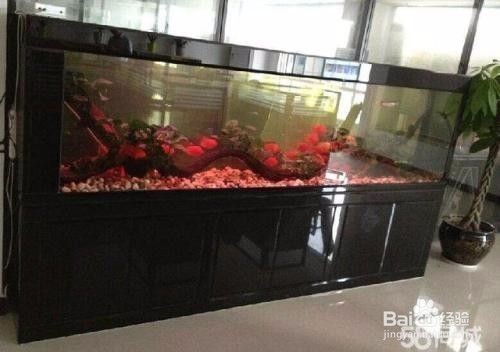 魚缸養魚的朋友圈說說怎么寫圖片，魚缸養魚心得分享