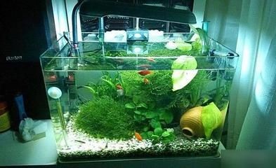 魚缸養魚的朋友圈說說怎么寫圖片，魚缸養魚心得分享