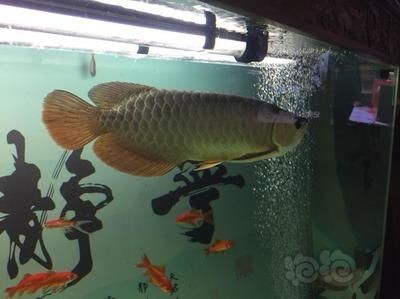 龍魚變色會不會死