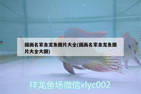 紅龍魚不開燈會發色嗎：紅龍魚在不開燈情況下是否能發色 紅龍魚不開燈會發色嗎：紅龍魚在不開燈情況下是否能發色 紅龍魚百科 第4張