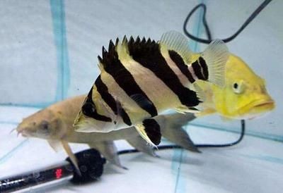 小虎魚吃什么長的快：小虎魚吃什么長得快