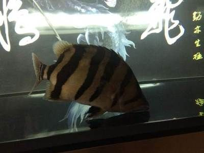 印尼虎蒙眼：印尼虎蒙眼怎么辦