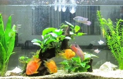 80x30的魚缸能養幾條魚:80x30的魚缸適合養什么魚 魚缸百科 第3張 80x30的魚缸能養幾條魚:80x30的魚缸適合養什么魚 80x30的魚缸能養幾條魚:80x30的魚缸適合養什么魚 魚缸百科 第3張