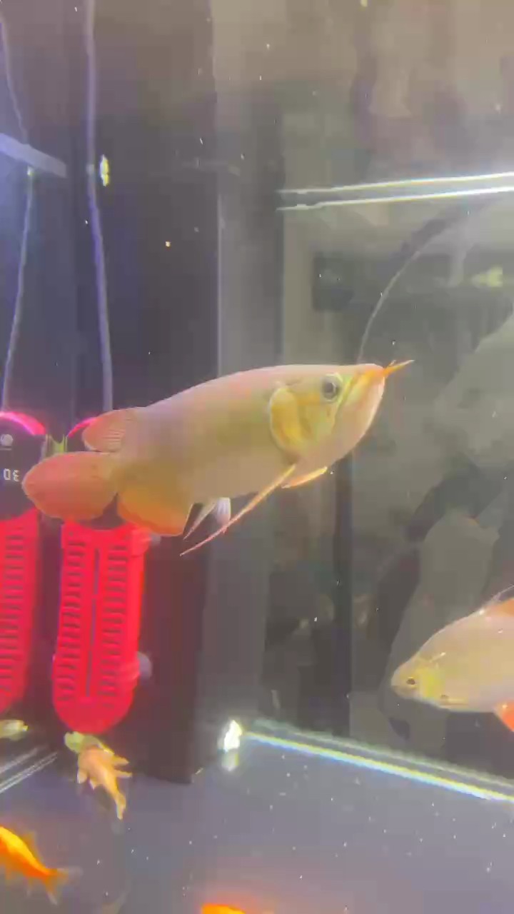 日常打卡！ 日常打卡！ 龍魚論壇