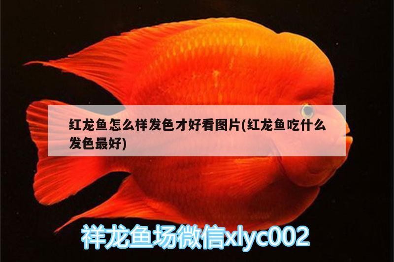 魚(yú)缸擺放客廳位置圖2018款（ 2020年魚(yú)缸的擺放）