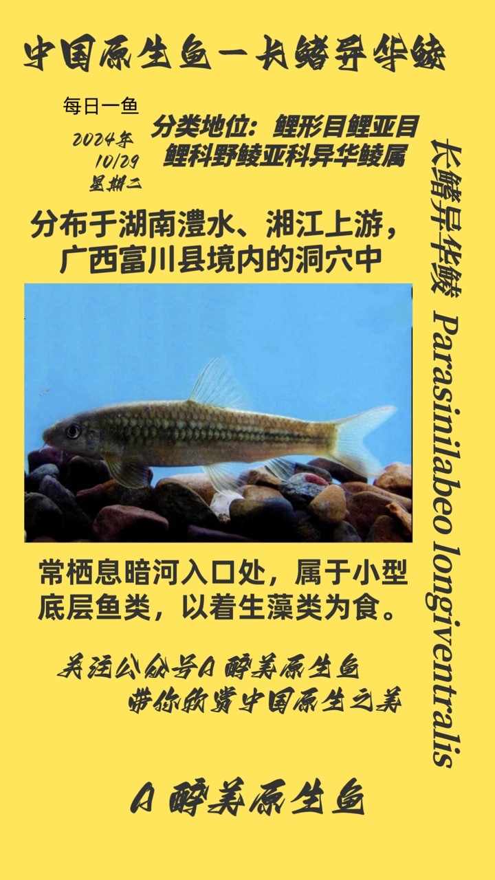 長鰭異華鯪 長鰭異華鯪 龍魚論壇