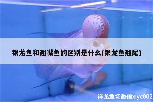 銀龍魚和翹嘴魚的區別是什么(銀龍魚翹尾)