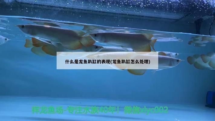 龍魚趴缸最佳恢復方法是什么vs祥龍魚場：祥龍魚場龍魚養護技巧改善龍魚趴缸環境設置 龍魚趴缸最佳恢復方法是什么vs祥龍魚場：祥龍魚場龍魚養護技巧改善龍魚趴缸環境設置 vs祥龍魚場 第5張