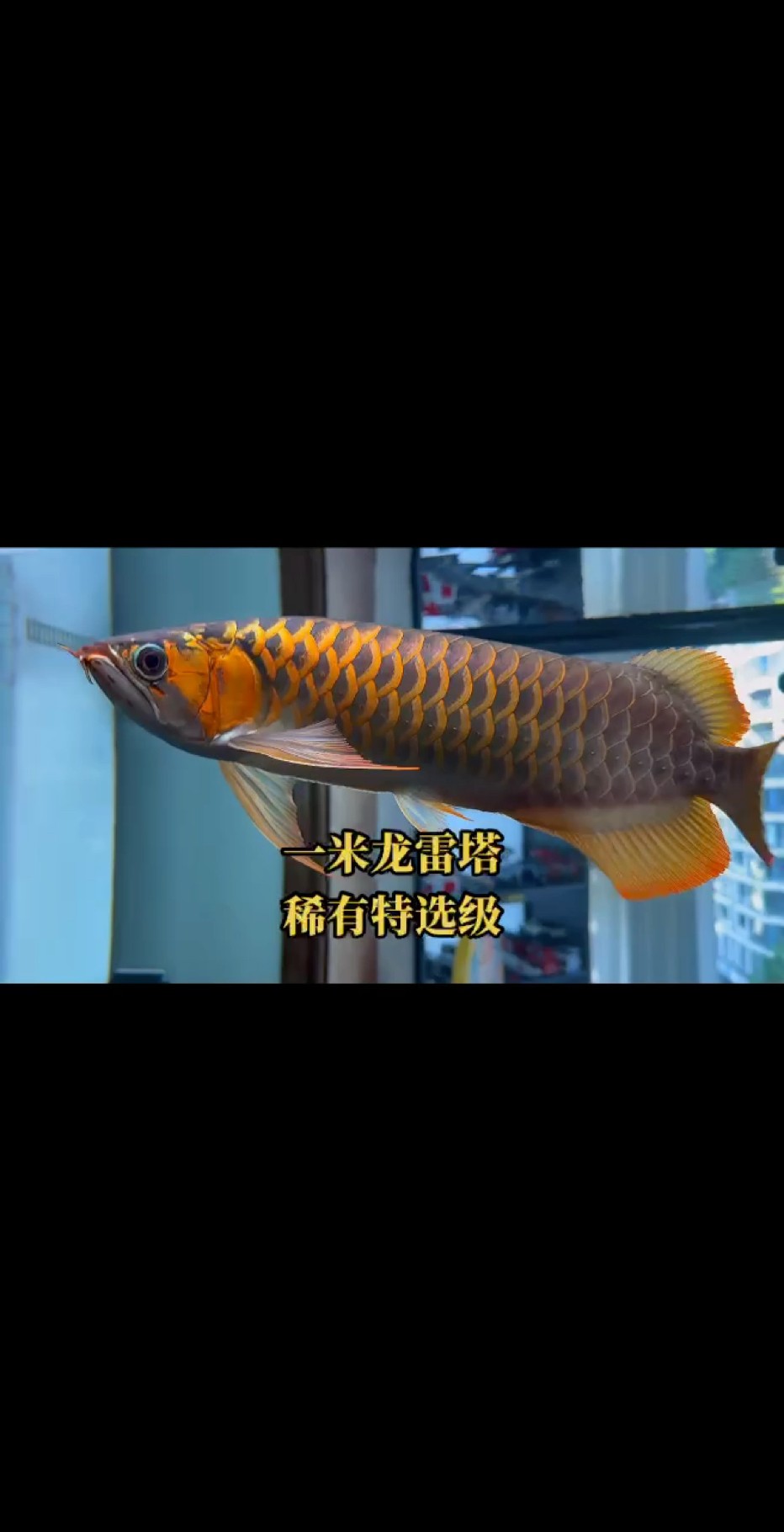 特選獨有的胸鰭和紫藍底 特選獨有的胸鰭和紫藍底 龍魚論壇