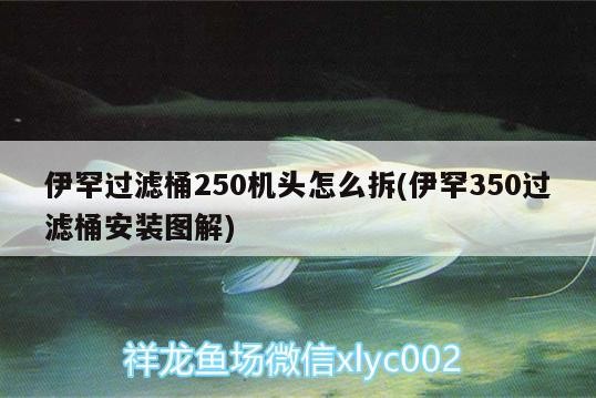 伊罕過濾桶250機頭怎么拆(伊罕350過濾桶安裝圖解)