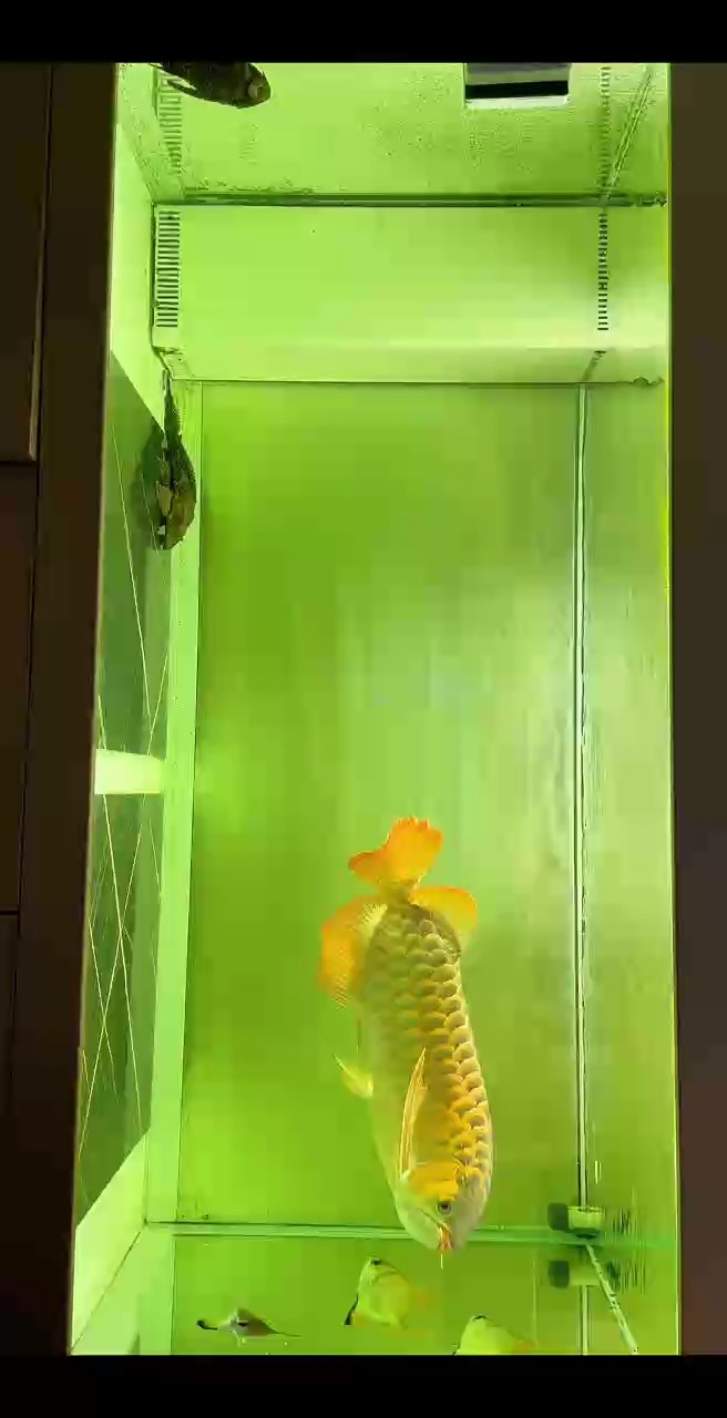 長不大，也不紅的魚[ciya]
