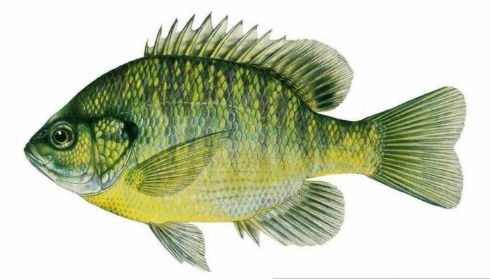 古典藍(lán)底過背金龍魚鰓藍(lán)正常嗎：古典藍(lán)底過背金龍魚是否正常