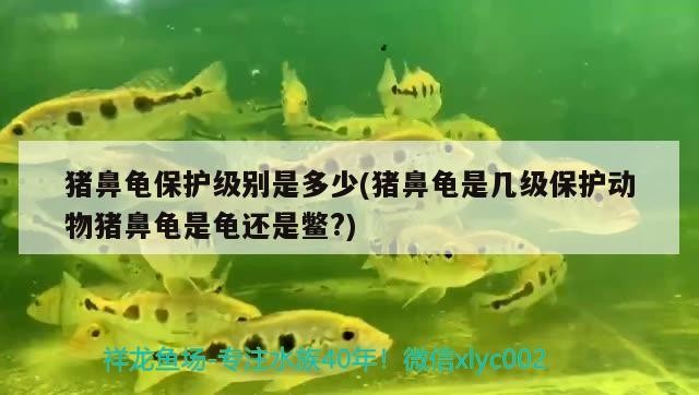 豬鼻龜保護級別是多少(豬鼻龜是幾級保護動物豬鼻龜是龜還是鱉?)