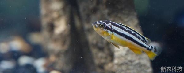 龍躉與石斑魚的區別，形態、習性與食用價值對比 龍躉與石斑魚的區別，形態、習性與食用價值對比 龍魚百科 第2張