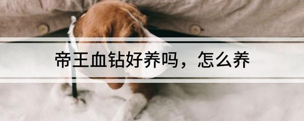 龍的克星第一名是誰？揭秘東西方神話中的屠龍英雄