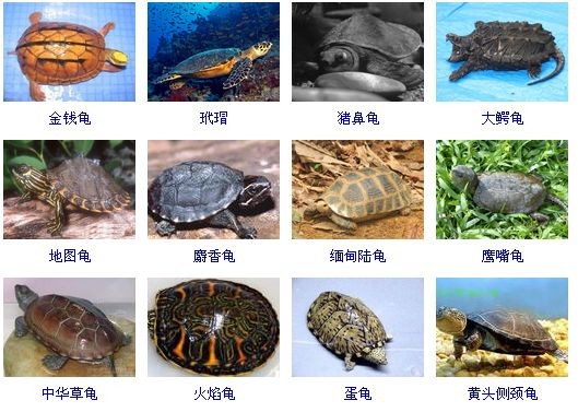 豬鼻龜有幾種：大洋洲豬鼻龜科豬鼻龜?shù)氖匙V有哪些變化