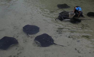 魟魚換水死亡：魟魚對水質和水溫的要求較高，不當的換水操作可能會導致魟魚死亡 魟魚換水死亡：魟魚對水質和水溫的要求較高，不當的換水操作可能會導致魟魚死亡 魟魚百科 第3張