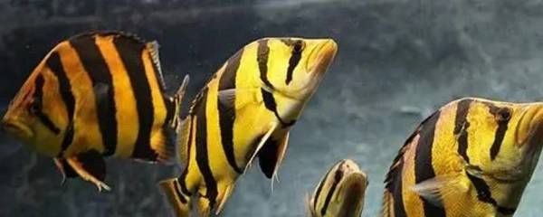 虎魚在一起打架嗎：虎魚會打架嗎