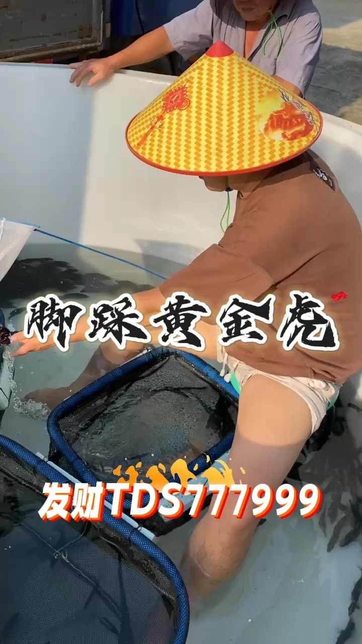 開始挑選虎魚嘍