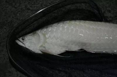 龍魚用黃粉vs祥龍魚場：黃粉與祥龍魚場哪個更適合作為龍魚養殖的合作伙伴？