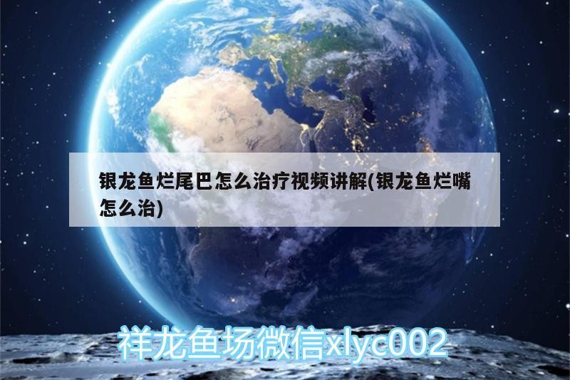 銀龍魚爛尾巴怎么治療視頻講解(銀龍魚爛嘴怎么治) 銀龍魚爛尾巴怎么治療視頻講解(銀龍魚爛嘴怎么治) 銀龍魚百科