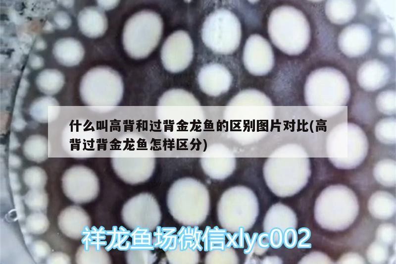 什么叫高背和過背金龍魚的區別圖片對比(高背過背金龍魚怎樣區分) 什么叫高背和過背金龍魚的區別圖片對比(高背過背金龍魚怎樣區分) 金龍魚百科
