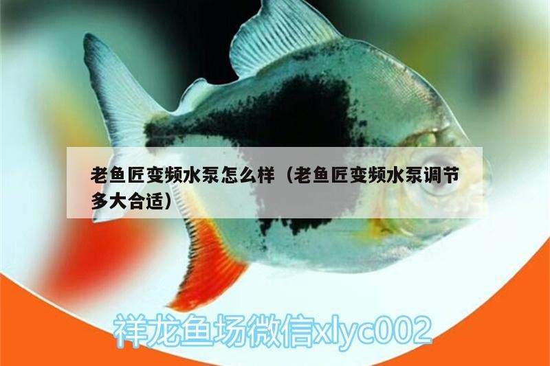 鸚鵡魚和銀龍魚混養怎樣喂食 老魚匠變頻水泵怎么樣(老魚匠變頻水泵調節多大合適) 老魚匠 老魚匠變頻水泵怎么樣(老魚匠變頻水泵調節多大合適) 老魚匠變頻水泵怎么樣(老魚匠變頻水泵調節多大合適) 老魚匠