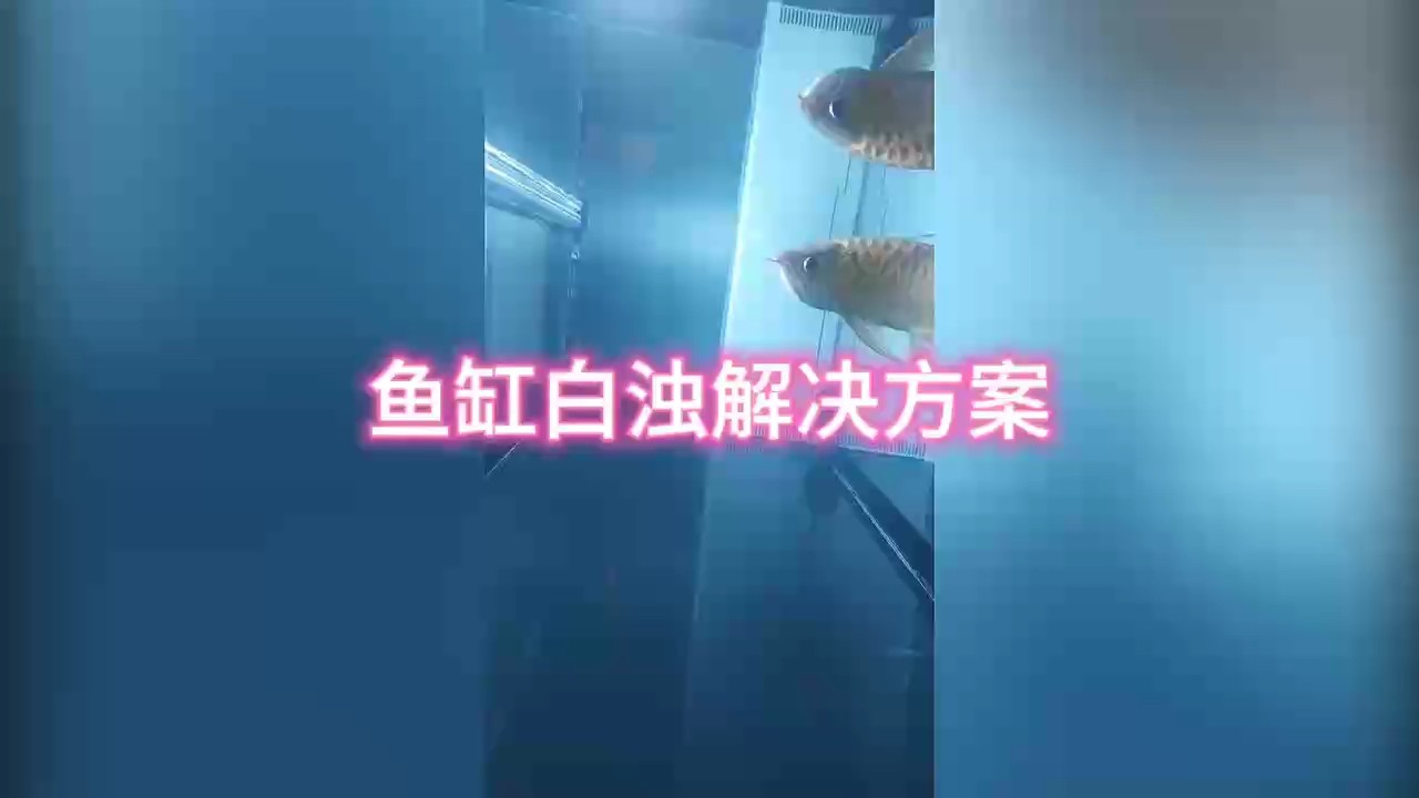 魚缸白濁解決方案之一