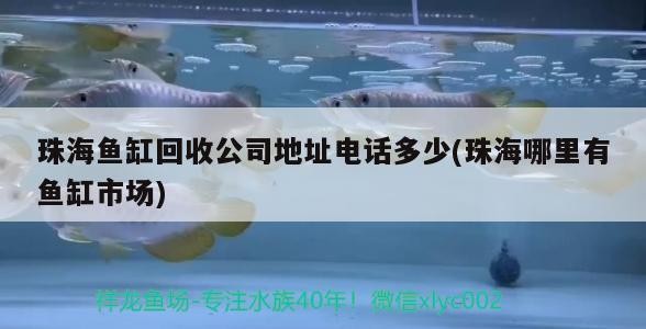 龍魚養殖需要哪些必備工具？，龍魚養殖必備的六大核心工具