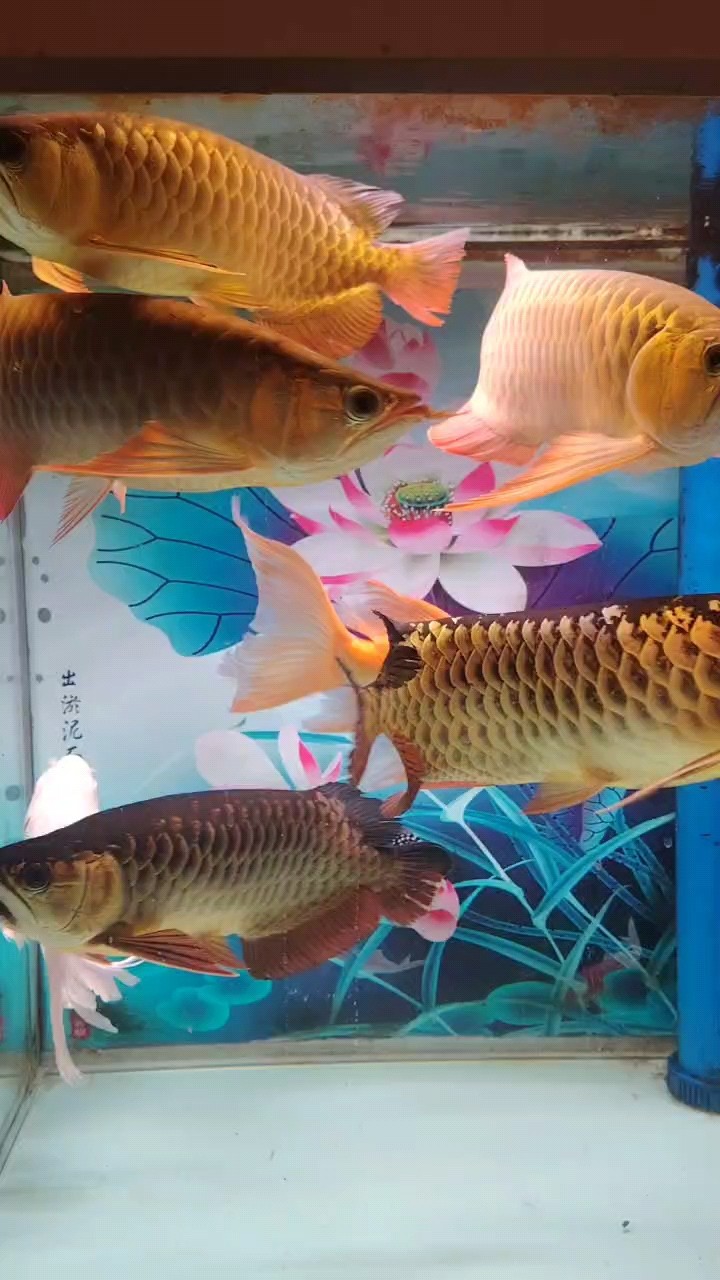 玻璃做魚缸怎么粘才牢固:如何自制玻璃魚缸 缸越來越小,魚越來越大,愁人喲。 龍魚論壇 缸越來越小,魚越來越大,愁人喲。 缸越來越小,魚越來越大,愁人喲。 龍魚論壇