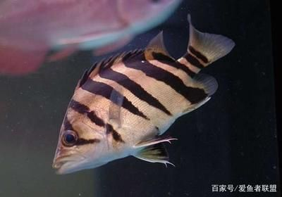 虎魚為什么會斷紋的原因：虎魚為什么會斷紋 虎魚為什么會斷紋的原因：虎魚為什么會斷紋 虎魚百科 第2張