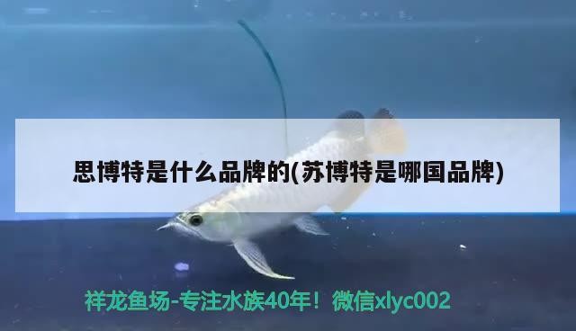 思博特是什么品牌的(蘇博特是哪國品牌)