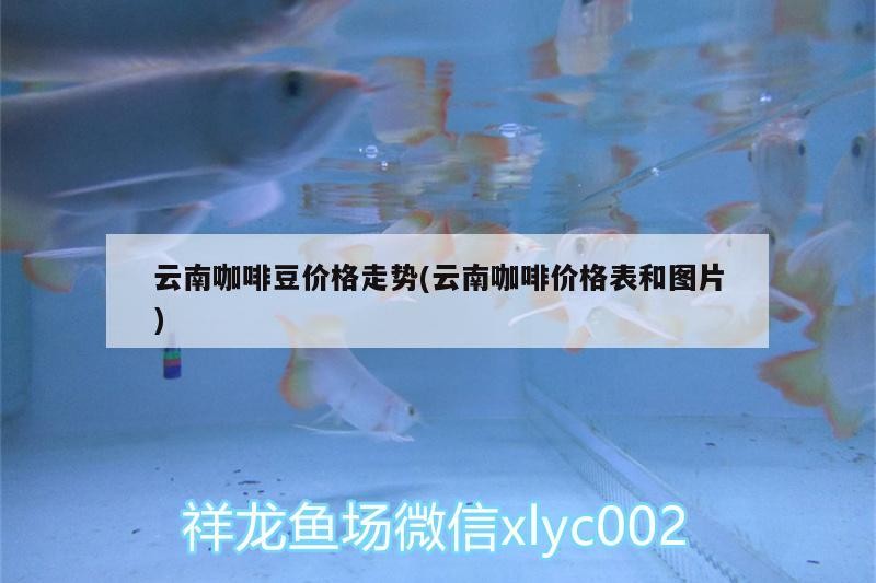 云南咖啡豆價(jià)格走勢(shì)(云南咖啡價(jià)格表和圖片)