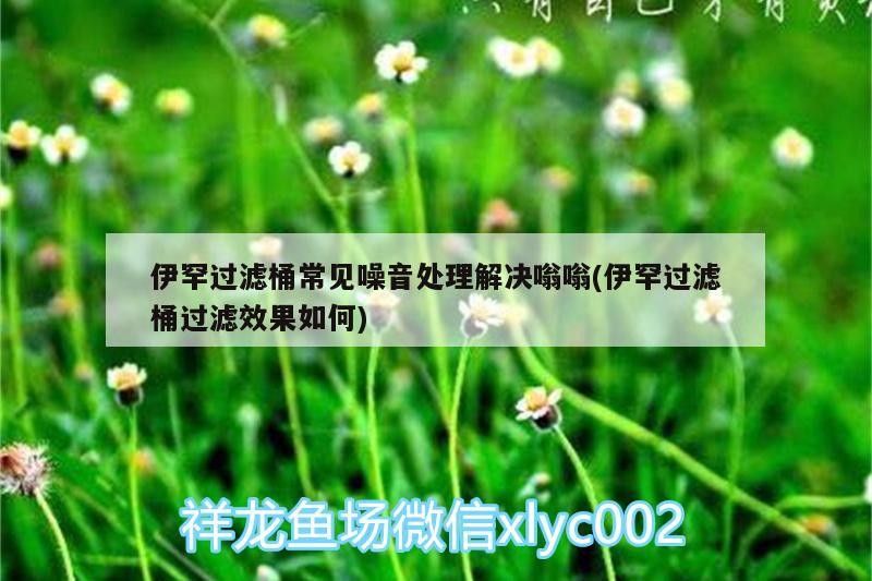 伊罕過濾桶常見噪音處理解決嗡嗡(伊罕過濾桶過濾效果如何) 伊罕過濾桶常見噪音處理解決嗡嗡(伊罕過濾桶過濾效果如何) 伊罕水族