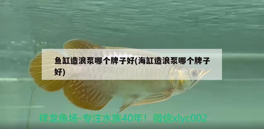 老魚匠造浪泵拆解（老魚匠造浪泵怎么安裝） 老魚匠造浪泵拆解（老魚匠造浪泵怎么安裝） 老魚匠 第1張