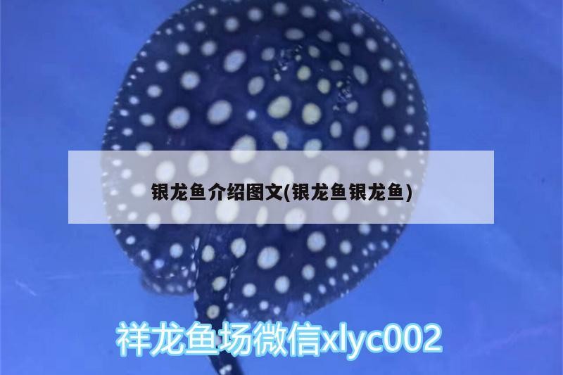 銀龍魚介紹圖文(銀龍魚銀龍魚)