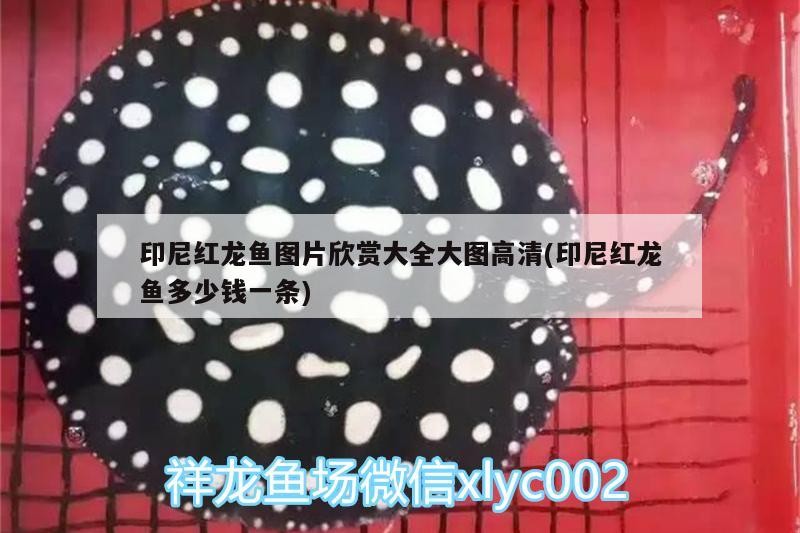 印尼紅龍魚(yú)圖片欣賞大全大圖高清(印尼紅龍魚(yú)多少錢(qián)一條)