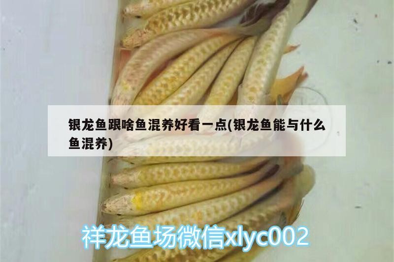 虎魚 銀龍魚跟啥魚混養(yǎng)好看一點(diǎn)(銀龍魚能與什么魚混養(yǎng)) 銀龍魚百科 銀龍魚跟啥魚混養(yǎng)好看一點(diǎn)(銀龍魚能與什么魚混養(yǎng)) 銀龍魚跟啥魚混養(yǎng)好看一點(diǎn)(銀龍魚能與什么魚混養(yǎng)) 銀龍魚百科