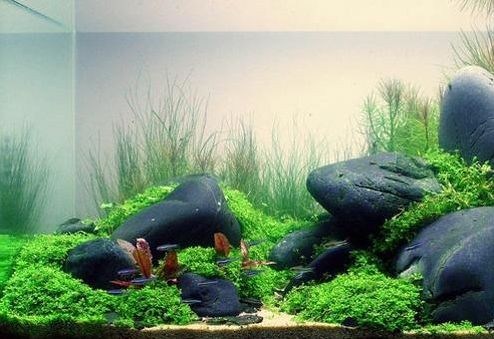 龍魚缸鋪石頭怎么鋪，龍魚缸石頭選擇技巧，龍魚缸清潔維護要點 龍魚缸鋪石頭怎么鋪，龍魚缸石頭選擇技巧，龍魚缸清潔維護要點 魚缸百科 第4張