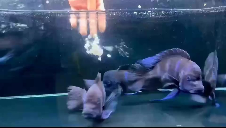 薩伊藍30?尺寸 好魚好狀態 薩伊藍30?尺寸 好魚好狀態 龍魚論壇