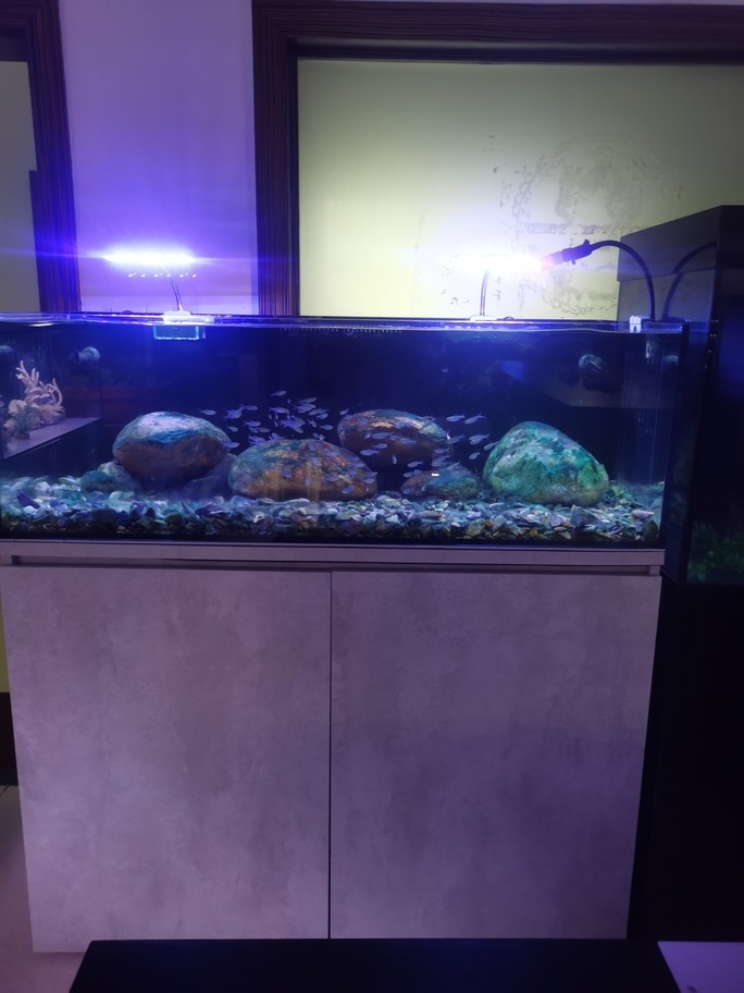魚缸水族箱溪流缸
