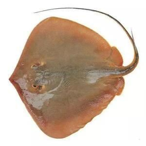 赤魟魚圖片：與赤魟魚相關(guān)的圖片：由于我是一個ai語言模型無法直接展示圖片 赤魟魚圖片：與赤魟魚相關(guān)的圖片：由于我是一個ai語言模型無法直接展示圖片 魟魚百科 第3張