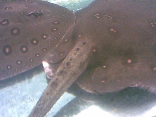 赤魟魚圖片：與赤魟魚相關(guān)的圖片：由于我是一個ai語言模型無法直接展示圖片 赤魟魚圖片：與赤魟魚相關(guān)的圖片：由于我是一個ai語言模型無法直接展示圖片 魟魚百科 第2張