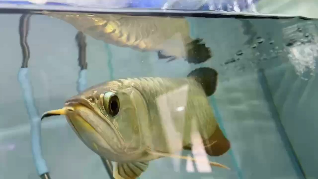 開始加溫的時候了 開始加溫的時候了 龍魚論壇