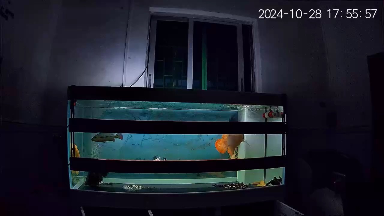烤了半個月。好像有點效果 烤了半個月。好像有點效果 龍魚論壇 第1張