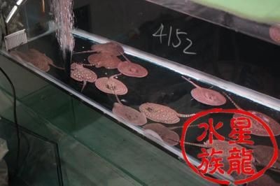 缸魚或魟魚一般什么價:缸魚或魟魚一般什么價格 魟魚百科 第2張 缸魚或魟魚一般什么價:缸魚或魟魚一般什么價格 缸魚或魟魚一般什么價:缸魚或魟魚一般什么價格 魟魚百科 第2張