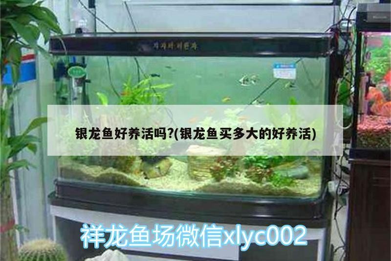 銀龍魚好養活嗎?(銀龍魚買多大的好養活)