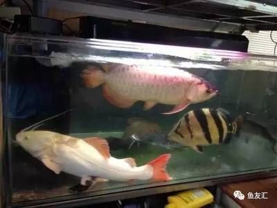 養泰國虎需要多大缸的水：養泰國虎魚需要多大缸的水 養泰國虎需要多大缸的水：養泰國虎魚需要多大缸的水 虎魚百科 第1張